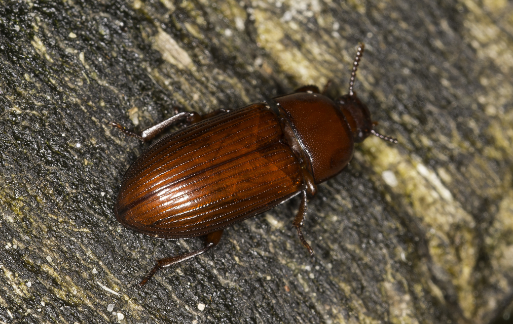 Uloma culinaris - nagy rágványbogár