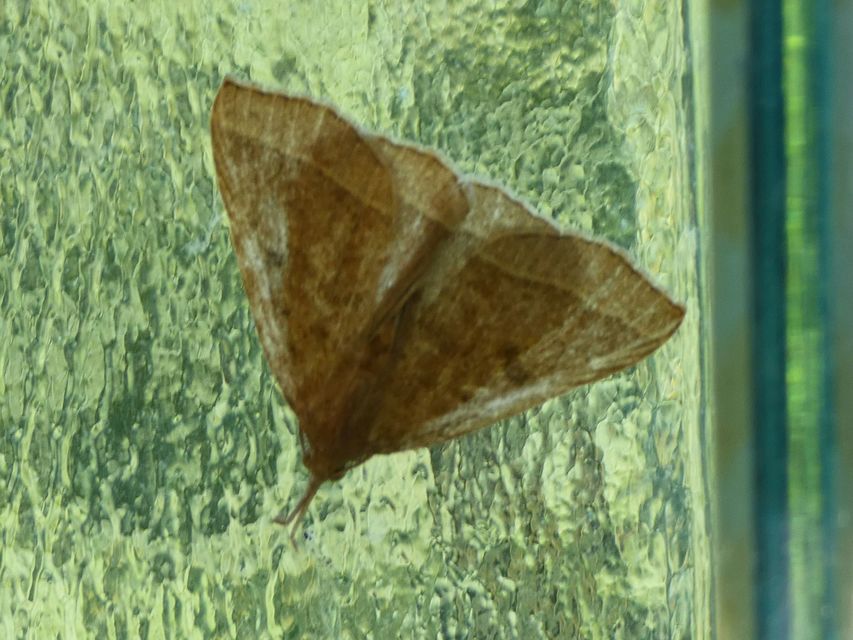 Pechipogo plumigeralis - tollascsápú karcsúbagoly