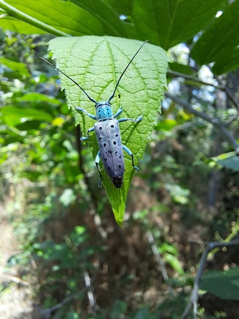 Saperda punctata - pettyes szilcincér Saperda punctata - pettyes szilcincér