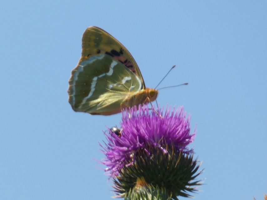 Argynnis pandora - zöldes gyöngyházlepke