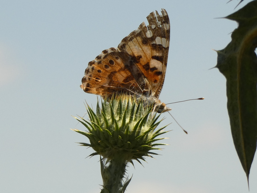 Vanessa cardui - bogáncslepke