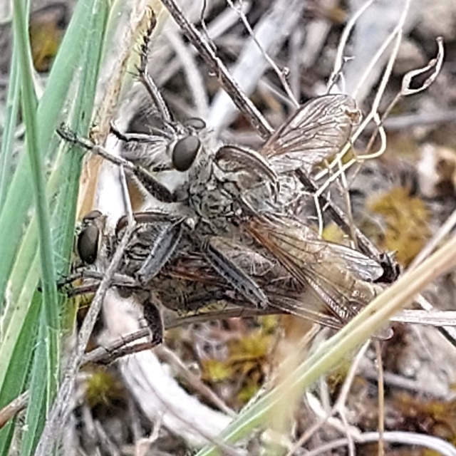Philonicus albiceps
