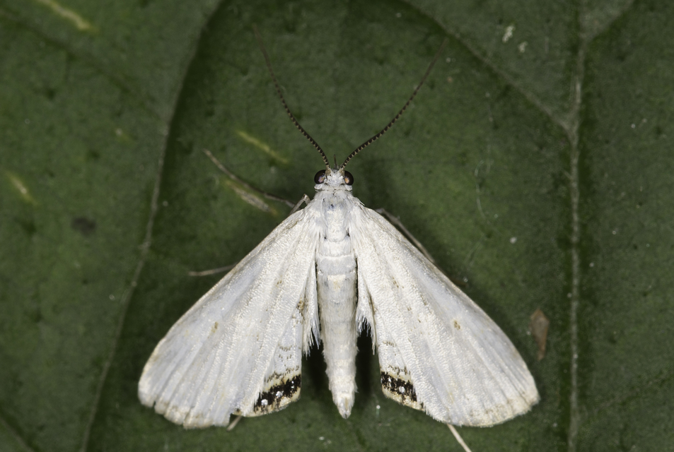 Cataclysta lemnata - békalencsemoly