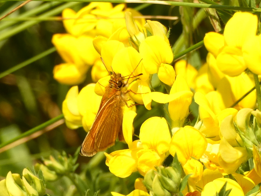 Thymelicus lineola - vonalas busalepke