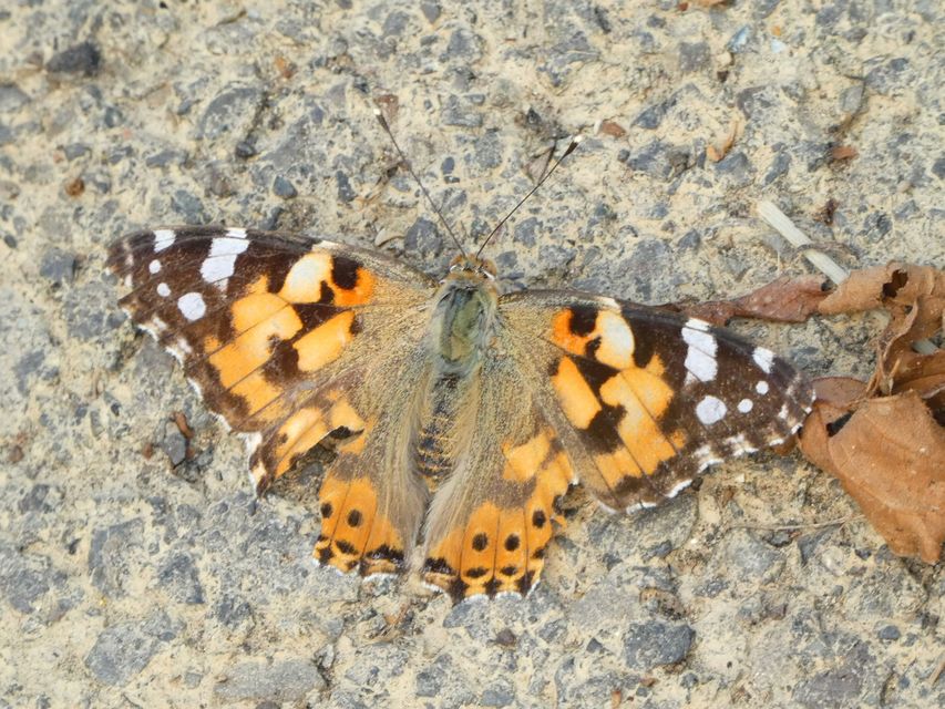 Vanessa cardui - bogáncslepke
