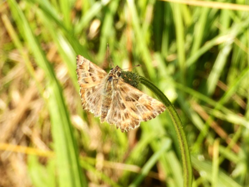 Carcharodus alceae - mályva-busalepke