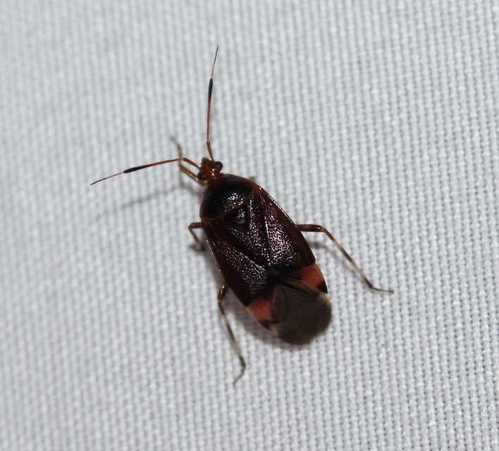 Deraeocoris ruber - vöröses mezeipoloska