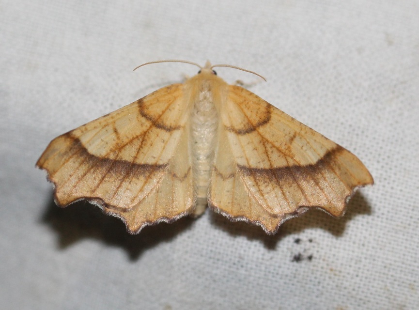 tölgyfa-levélaraszoló - Ennomos quercinaria