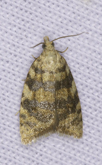 Aleimma loeflingiana - tölgylevél-sodrómoly Aleimma loeflingiana - tölgylevél-sodrómoly