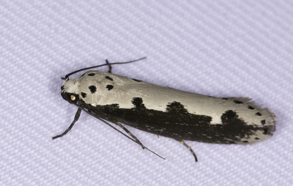 Ethmia bipunctella - kétpettyes feketemoly