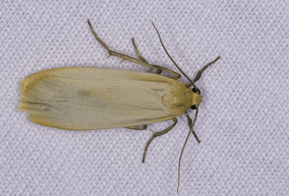 lapos zuzmószövő - Eilema depressa