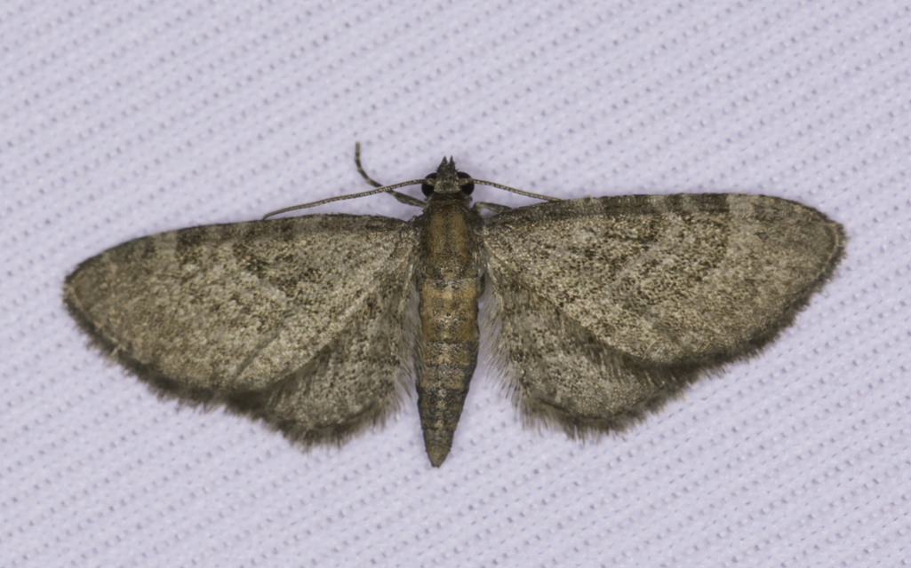 Eupithecia haworthiata - rozsdástestű törpearaszoló