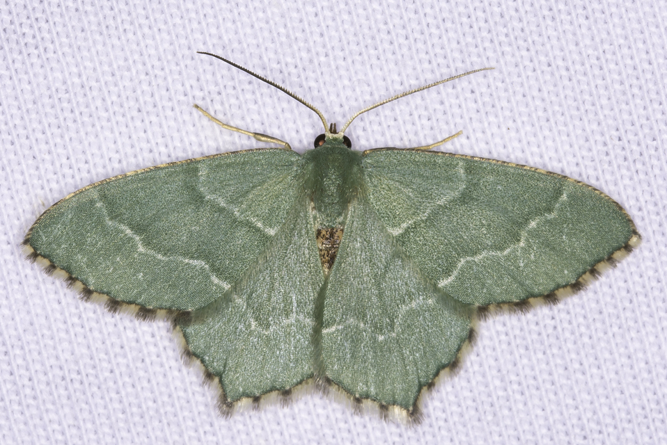 Hemithea aestivaria - nyír-zöldaraszoló