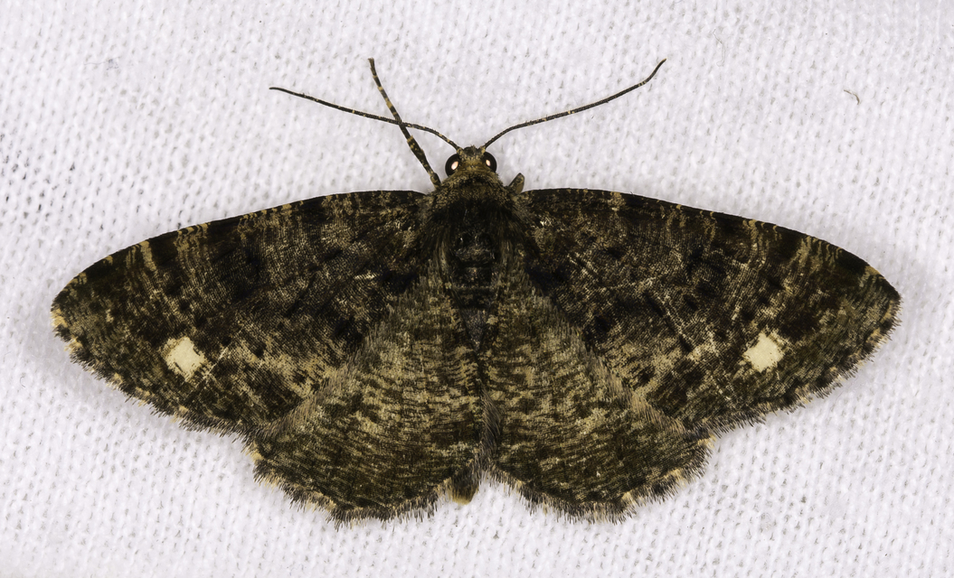Parectropis similaria - barna zuzmóaraszoló
