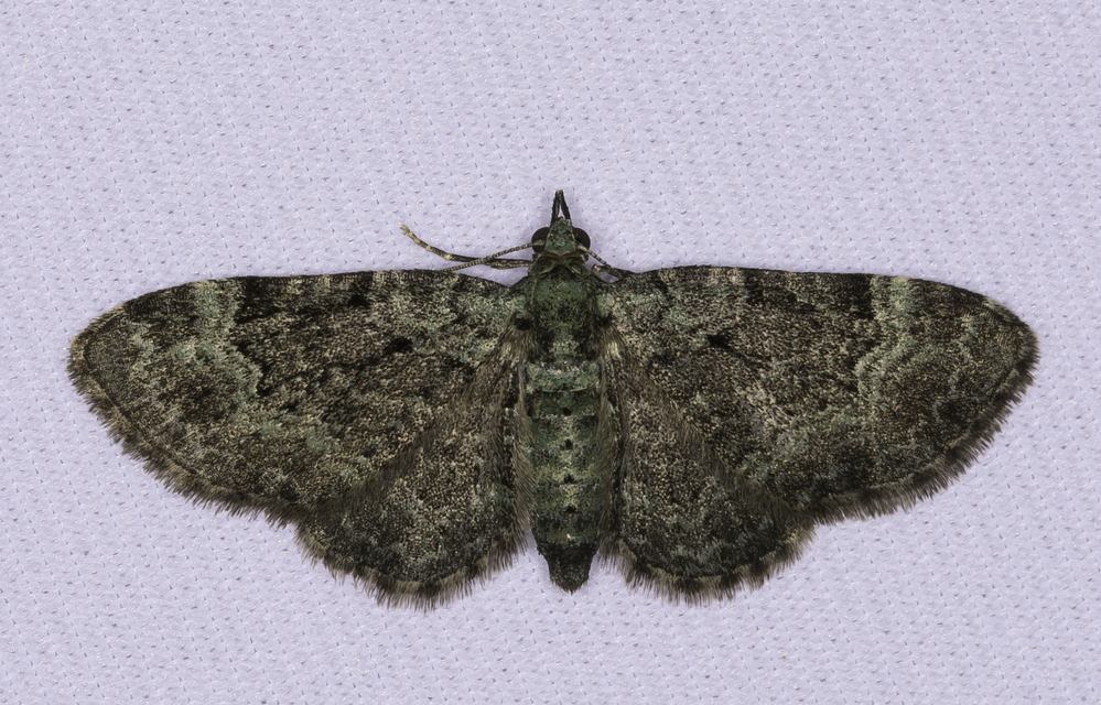 Pasiphila rectangulata - almavirág-araszoló