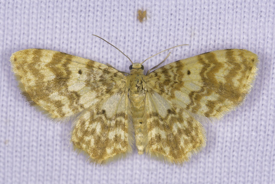 Hydrelia flammeolaria - narancssárga araszoló