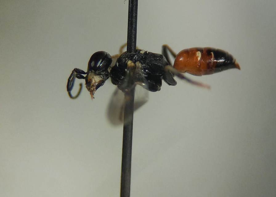 Dinetus pictus