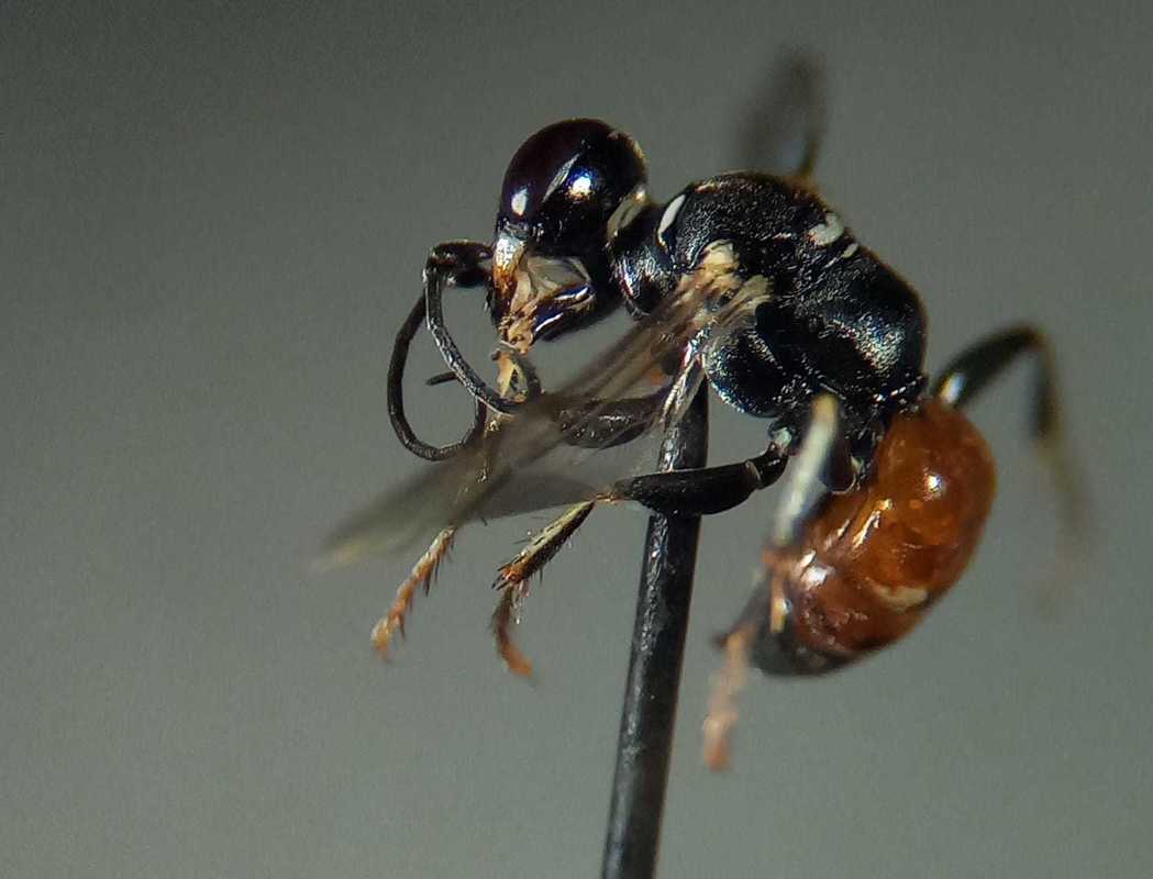Dinetus pictus