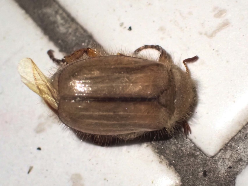 Amphimallon solstitiale - bordás sárgacserebogár