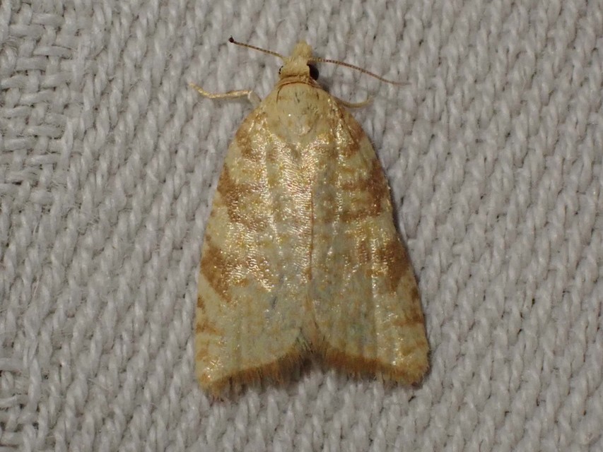 Aleimma loeflingiana - tölgylevél-sodrómoly Aleimma loeflingiana - tölgylevél-sodrómoly