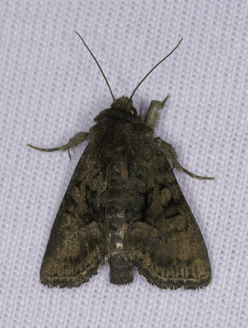 fagyalbagoly - Craniophora ligustri