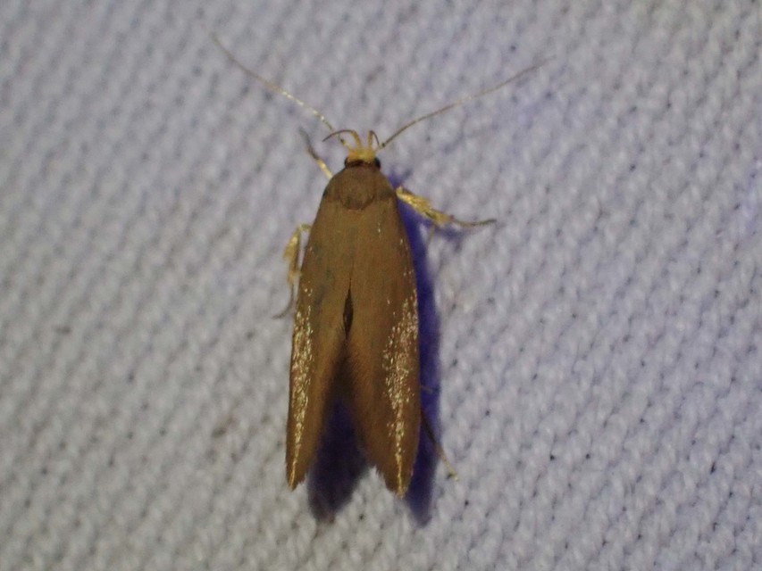 Crassa tinctella/unitella
