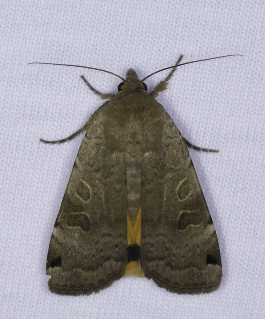 Noctua orbona - foltos sárgafűbagoly