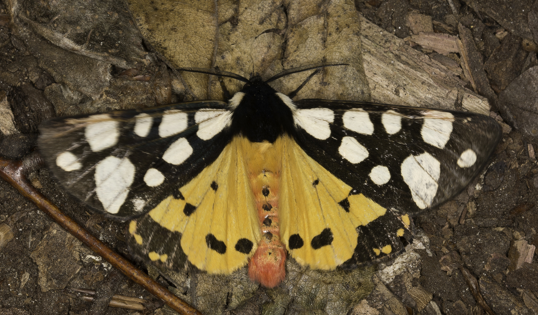 fekete medvelepke - Arctia villica