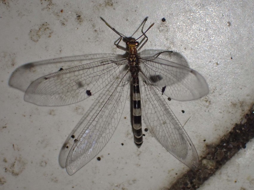 Megistopus flavicornis - kétfoltos hangyaleső