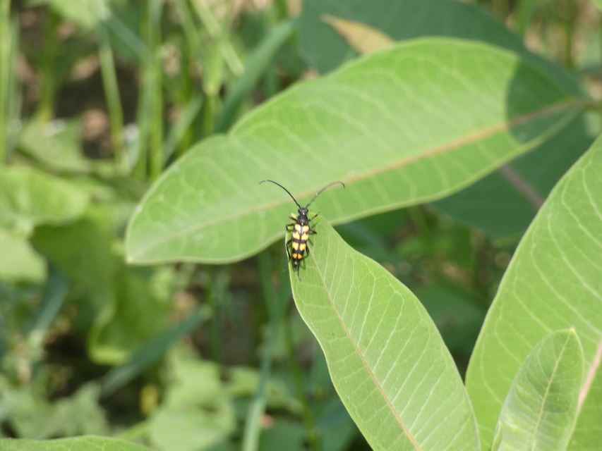 Leptura quadrifasciata - feketeszőrű szalagoscincér