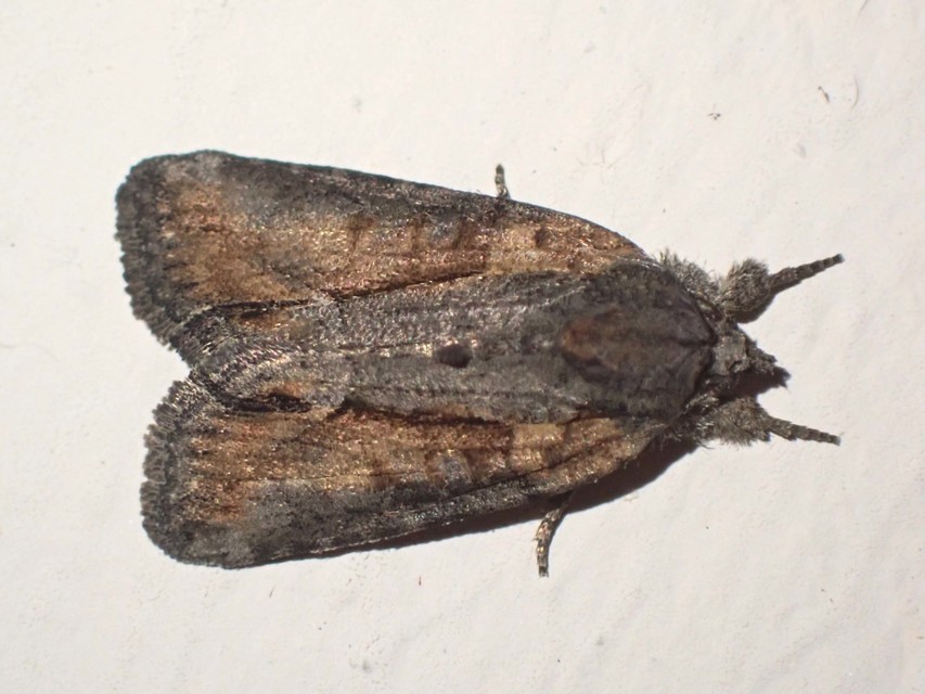 Bryophila raptricula/felina