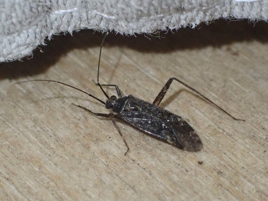 Phytocoris