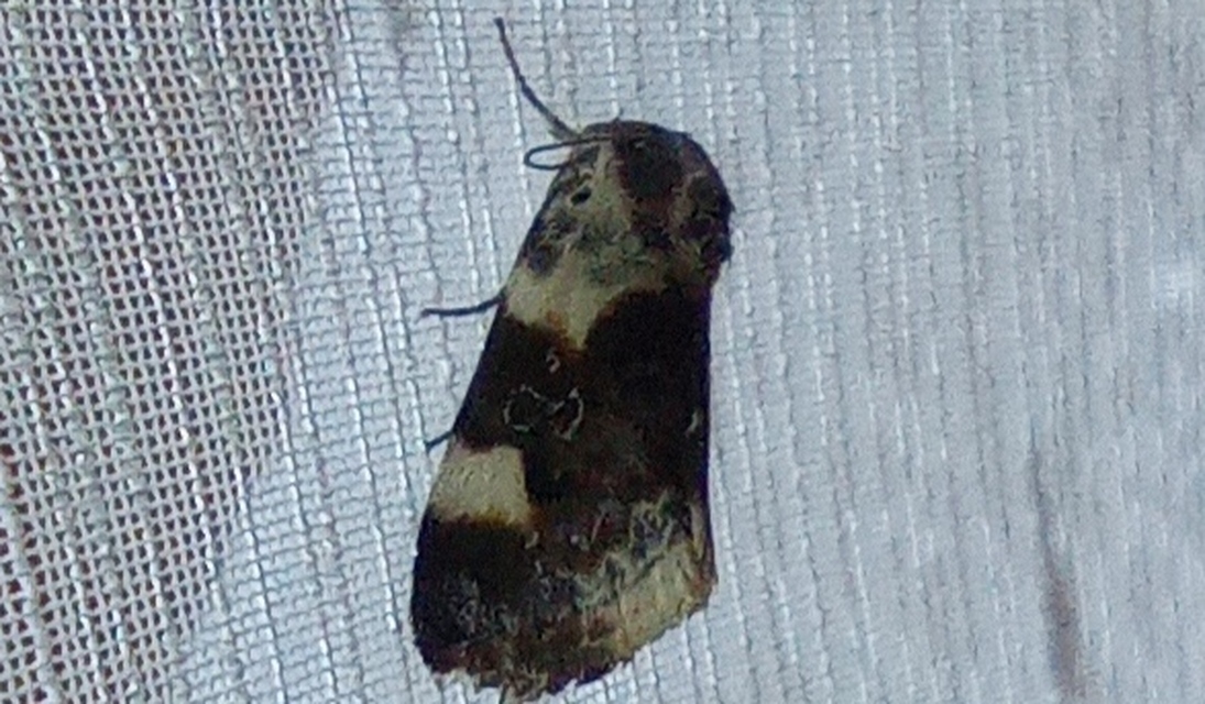 Acontia lucida - fehér nappalibagoly