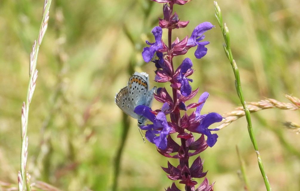 Plebejus argus - ezüstös boglárka Plebejus argus - ezüstös boglárka