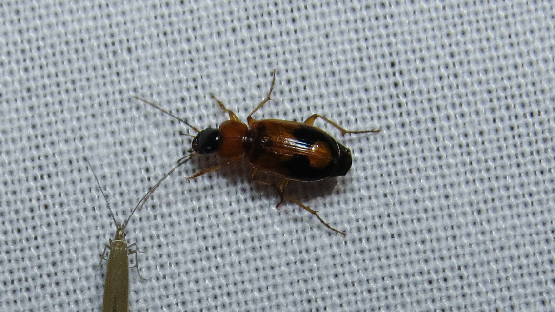 Badister meridionalis - közönséges posványfutonc