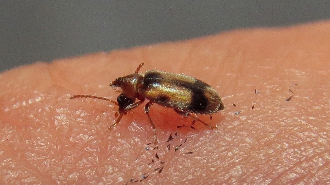 Notoxus monoceros - sárgahasú nyakszarvúbogár