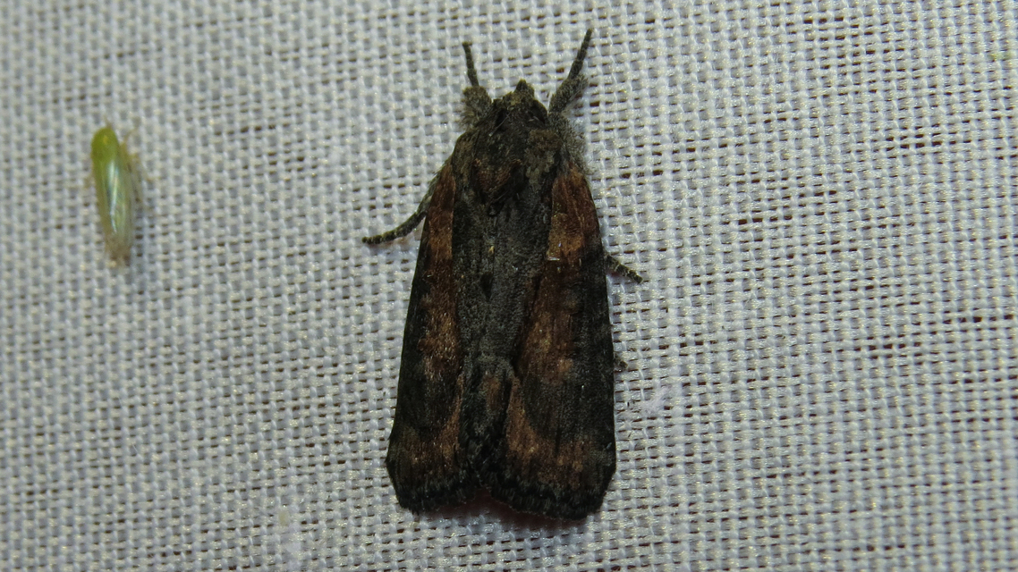 Bryophila raptricula/felina