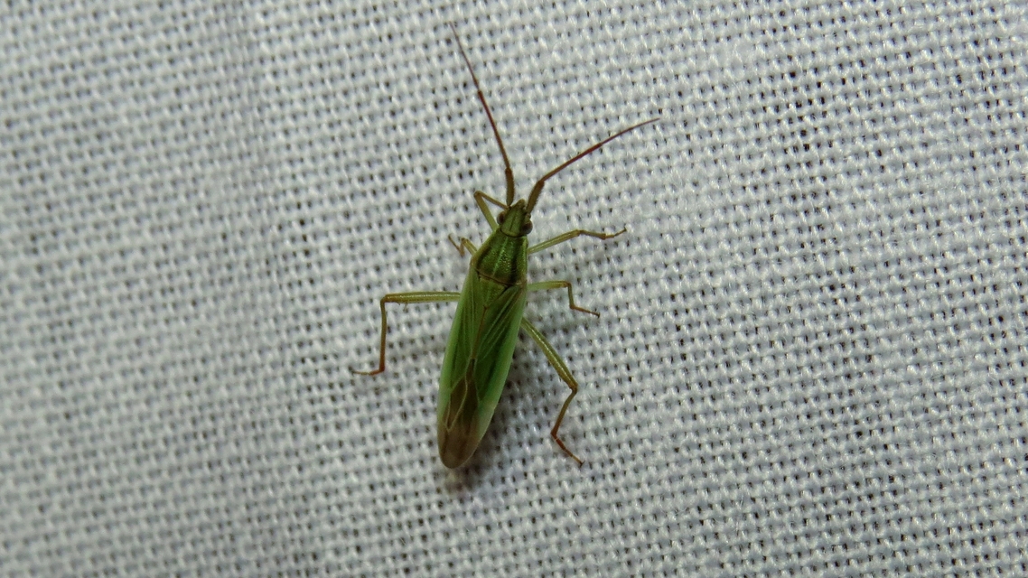 Stenodema calcarata - sarkantyús mezeipoloska