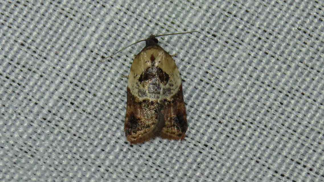 Acleris variegana - tarka levélmoly