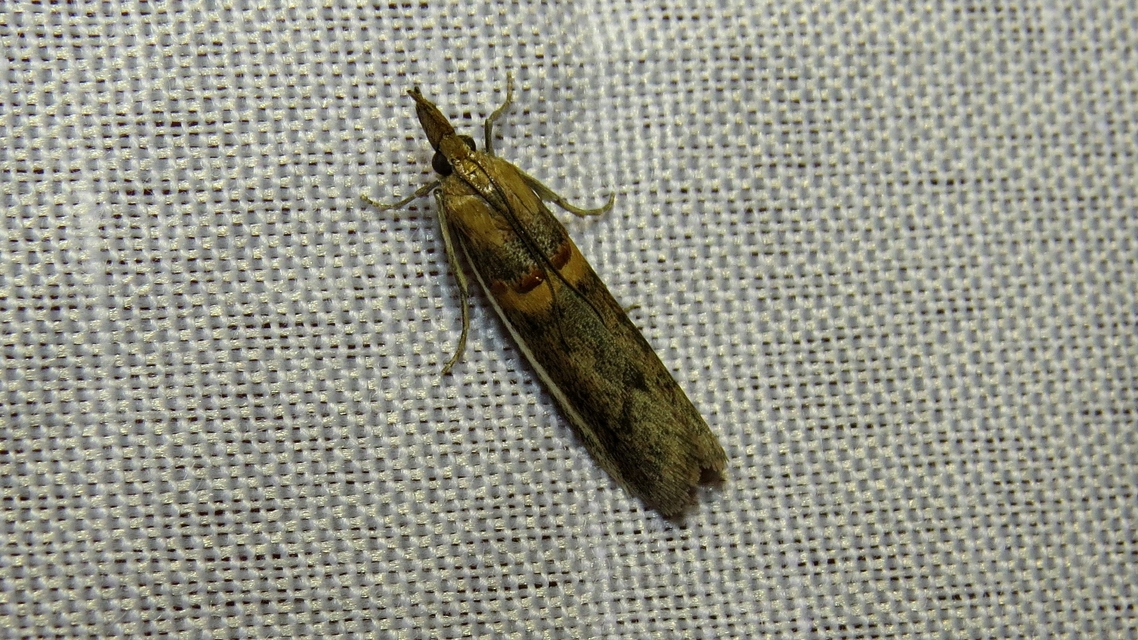 Etiella zinckenella - akácmoly
