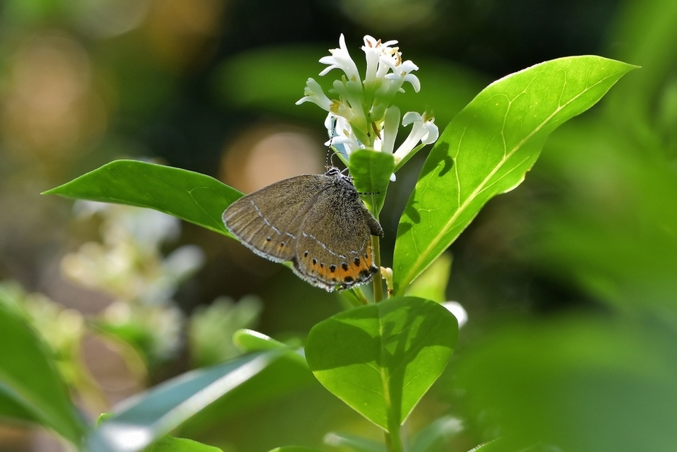 Satyrium pruni - szilvafa-csücsköslepke Satyrium pruni - szilvafa-csücsköslepke