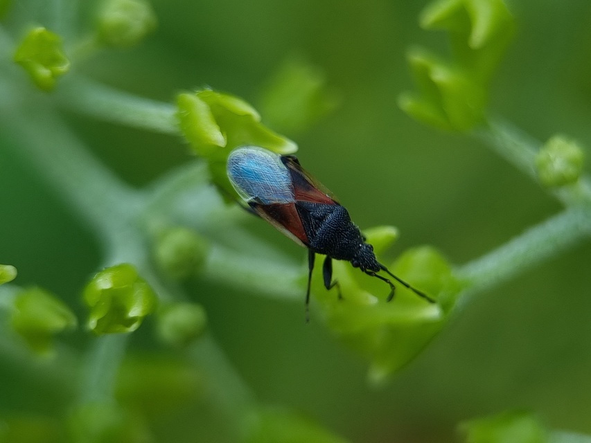 Oxycarenus lavaterae - hársbodobács