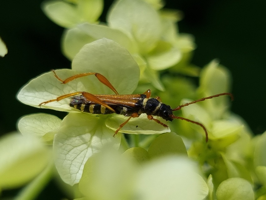 Stenopterus flavicornis - sárgacsápú keskenyfedőscincér