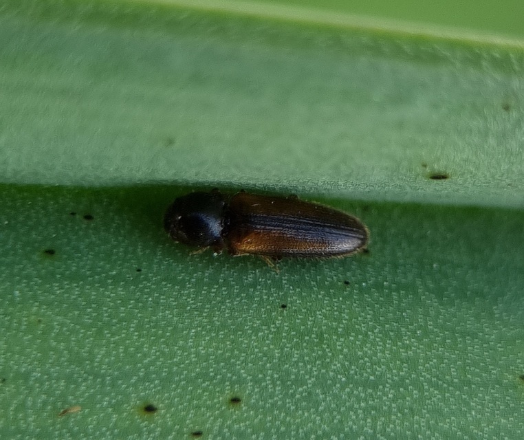 Adrastus rachifer - közönséges cserjepattanó