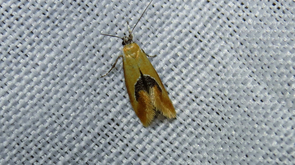 Batia internella/lambdella