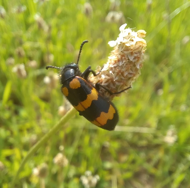 Mylabris variabilis - szalagos hólyaghúzó Mylabris variabilis - szalagos hólyaghúzó