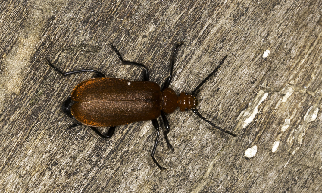 Pyrochroa serraticornis - közép-bíborbogár