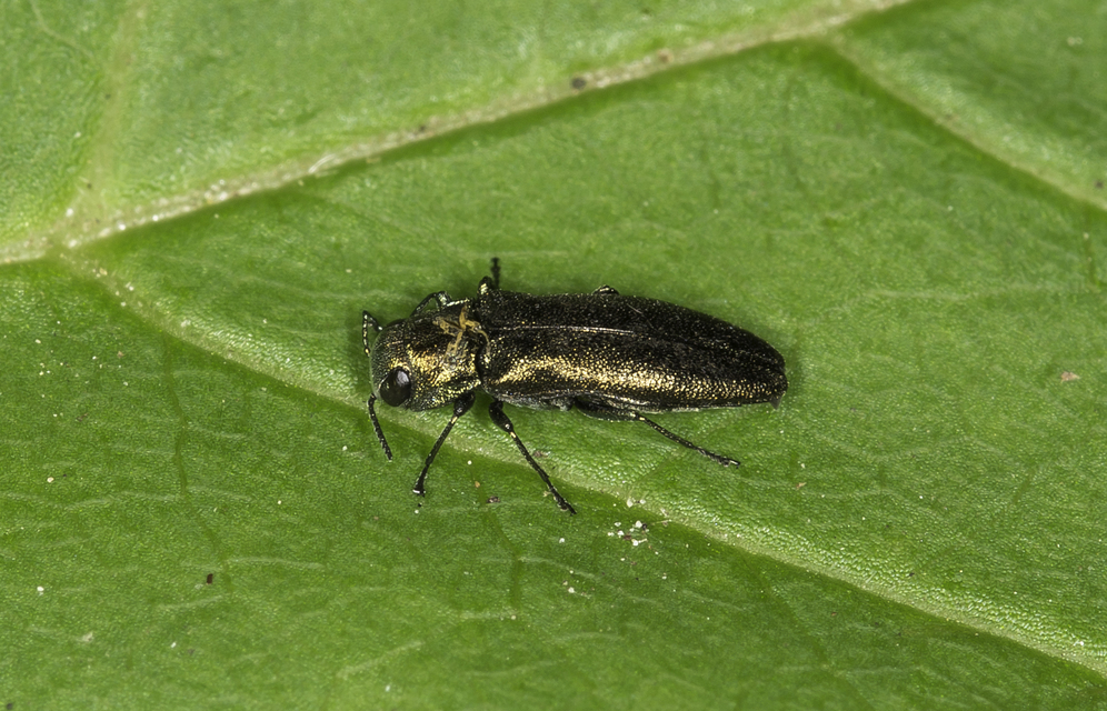 Agrilus convexicollis - kőris-karcsúdíszbogár