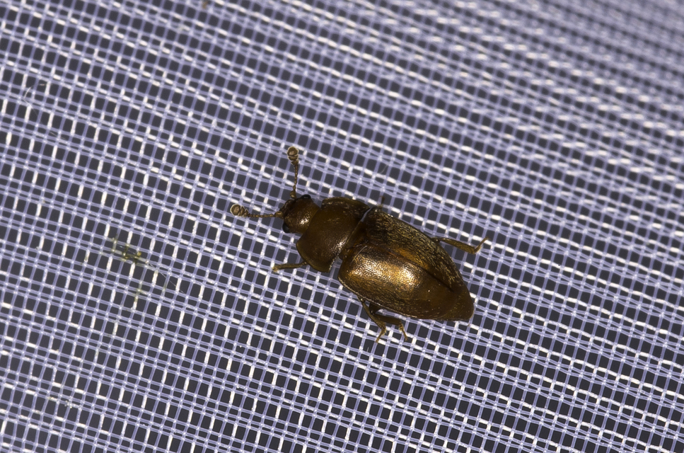 Epuraea Epuraea