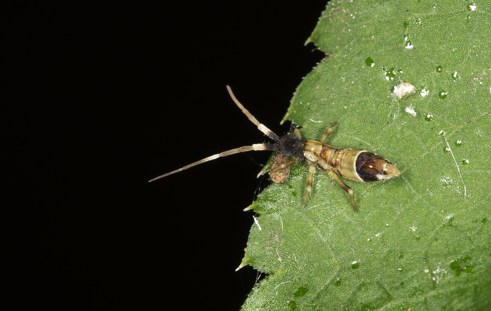 Collembola - Ugróvillások